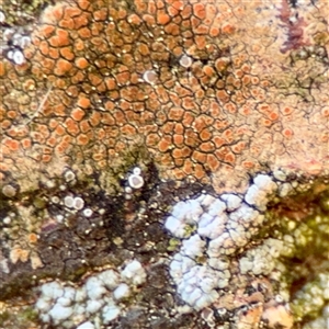 Caloplaca sp. at Queanbeyan, NSW - Yesterday by Hejor1