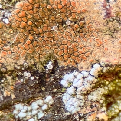 Caloplaca sp. at Queanbeyan, NSW - 14 May 2025 by Hejor1