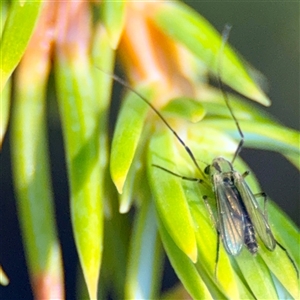 Chironomidae (family) (Non-biting Midge) at Queanbeyan, NSW - Yesterday by Hejor1