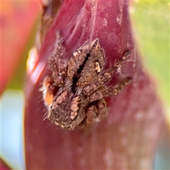 Servaea narraweena (A jumping spider) at Queanbeyan, NSW - 14 May 2025 by Hejor1
