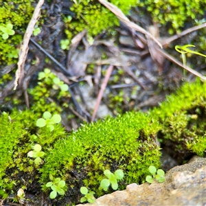 Bryaceae (family) at Queanbeyan, NSW - Yesterday by Hejor1