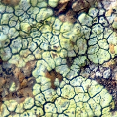 Rhizocarpon reductum at Queanbeyan, NSW - 14 May 2025 by Hejor1