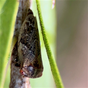 Malipo bianchii (Leafhopper) at Queanbeyan, NSW - Yesterday by Hejor1