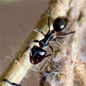 Notoncus sp. (genus) at Queanbeyan, NSW - Yesterday by Hejor1