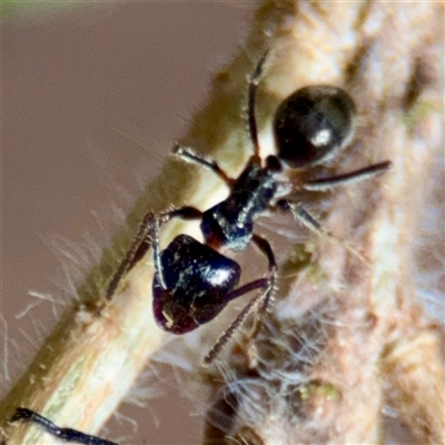 Notoncus sp. (genus) (A Notoncus ant) at Queanbeyan, NSW - 14 May 2025 by Hejor1