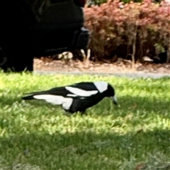 Gymnorhina tibicen (Australian Magpie) at Queanbeyan, NSW - 14 May 2025 by Hejor1