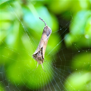Phonognathidae (family) (Leaf curling orb-weavers) at Queanbeyan, NSW - Yesterday by Hejor1