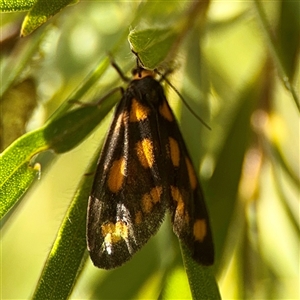 Amata (genus) (Handmaiden Moth) at Queanbeyan, NSW - Today by Hejor1