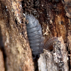 Porcellio scaber (Common slater) at Queanbeyan, NSW - Yesterday by Hejor1