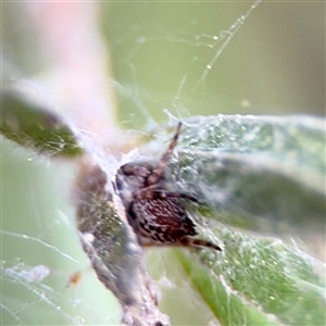 Badumna sp. (genus) (Lattice-web spider) at Queanbeyan, NSW - Yesterday by Hejor1