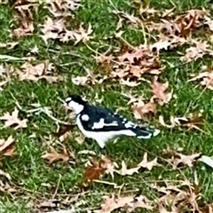 Grallina cyanoleuca (Magpie-lark) at Queanbeyan, NSW - 14 May 2025 by Hejor1