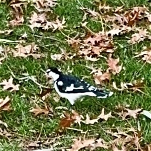 Grallina cyanoleuca at Queanbeyan, NSW - Yesterday by Hejor1