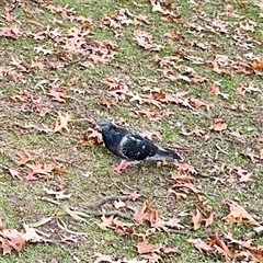 Columba livia (Rock Dove (Feral Pigeon)) at Queanbeyan, NSW - Yesterday by Hejor1