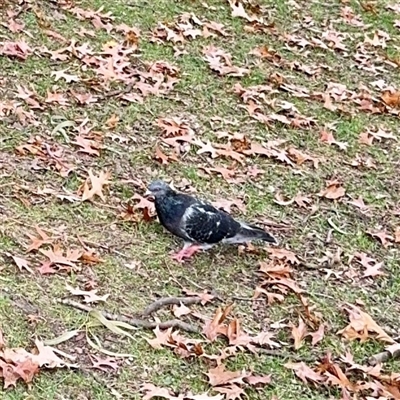 Columba livia (Rock Dove (Feral Pigeon)) at Queanbeyan, NSW - Yesterday by Hejor1