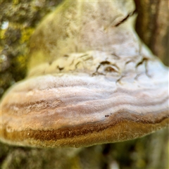 zz Polypore (shelf/hoof-like) at Queanbeyan, NSW - 14 May 2025 by Hejor1