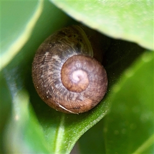 Cornu aspersum (Common Garden Snail) at Queanbeyan, NSW - Yesterday by Hejor1