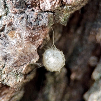 Australomimetus sp. (genus) (Unidentified Pirate spider) at Queanbeyan, NSW - 14 May 2025 by Hejor1