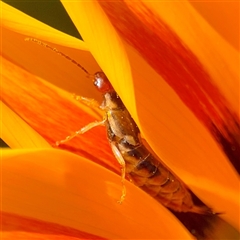 Forficula auricularia (European Earwig) at Queanbeyan, NSW - Yesterday by Hejor1