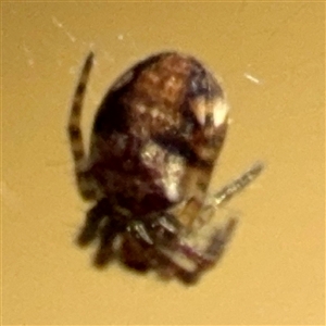 Araneus eburnus at Queanbeyan, NSW - Yesterday by Hejor1