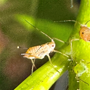 Aphididae (family) at Queanbeyan, NSW - Yesterday by Hejor1