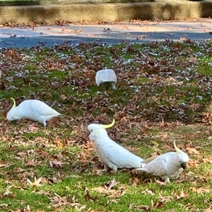 Cacatua galerita at Queanbeyan, NSW - Yesterday by Hejor1