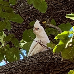 Cacatua sanguinea (Little Corella) at Queanbeyan, NSW - 14 May 2025 by Hejor1