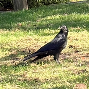Corvus coronoides / mellori at Queanbeyan, NSW - Yesterday by Hejor1