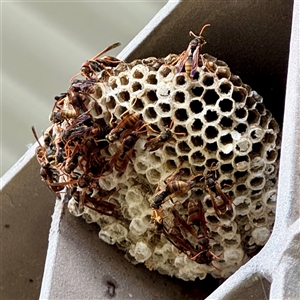 Polistes (Polistella) humilis (Common Paper Wasp) at Russell, ACT - 13 May 2025 by Hejor1