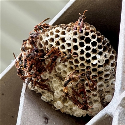 Polistes (Polistella) humilis (Common Paper Wasp) at Russell, ACT - 13 May 2025 by Hejor1