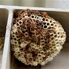 Polistes (Polistella) humilis at Russell, ACT - 13 May 2025 12:24 PM