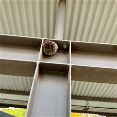 Polistes (Polistella) humilis at Russell, ACT - 13 May 2025 12:24 PM