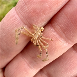 Neosparassus sp. (genus) (Badge huntsman) at Russell, ACT - 13 May 2025 by Hejor1