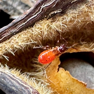 Hemiptera (order) at Russell, ACT - 13 May 2025 by Hejor1