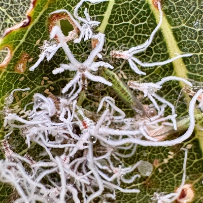 Protyora sterculiae (Kurrajong star psyllid) at Russell, ACT - 13 May 2025 by Hejor1