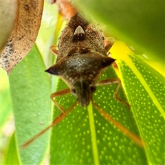 Oechalia schellenbergii (Spined Predatory Shield Bug) at Russell, ACT - 13 May 2025 by Hejor1