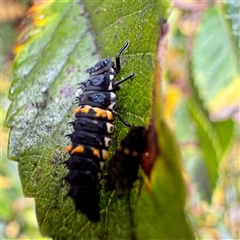 Harmonia conformis at Russell, ACT - 13 May 2025 11:51 AM