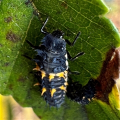 Harmonia conformis at Russell, ACT - 13 May 2025 11:51 AM
