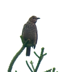 Sericulus chrysocephalus at Mullumbimby, NSW - 14 May 2025 10:40 AM