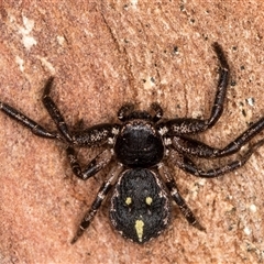 Tharpyna campestrata (Country Crab Spider) at Melba, ACT - 14 May 2025 by kasiaaus