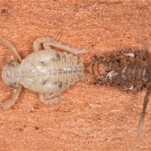 Platybrachys sp. (genus) at Melba, ACT - Yesterday by kasiaaus