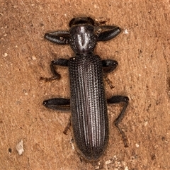 Eunatalis sp. (Genus) (A Clerid Beetle) at Melba, ACT - Yesterday by kasiaaus