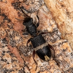 Lemidia accincta (Clerid beetle) at Flynn, ACT - Yesterday by kasiaaus