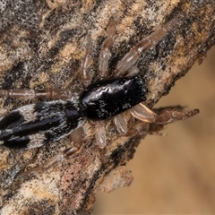Unverified Jumping or peacock spider (Salticidae) at Flynn, ACT - 14 May 2025 by kasiaaus