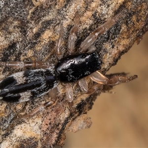 Unverified Jumping or peacock spider (Salticidae) at Flynn, ACT - Yesterday by kasiaaus
