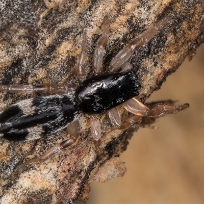 Unverified Jumping or peacock spider (Salticidae) at Flynn, ACT - 14 May 2025 by kasiaaus
