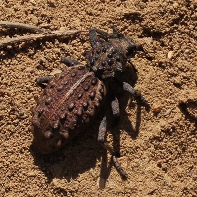 Acantholophus echinatus (Spiny ground weevil) at Dry Plain, NSW - 3 May 2024 by AndyRoo
