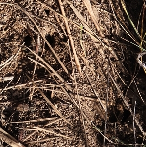 Acantholophus echinatus at Dry Plain, NSW - 3 May 2024 by AndyRoo