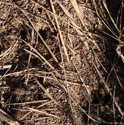 Acantholophus echinatus (Spiny ground weevil) at Dry Plain, NSW - 3 May 2024 by AndyRoo