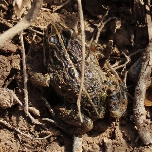 Limnodynastes tasmaniensis at Dry Plain, NSW - 3 May 2024 by AndyRoo