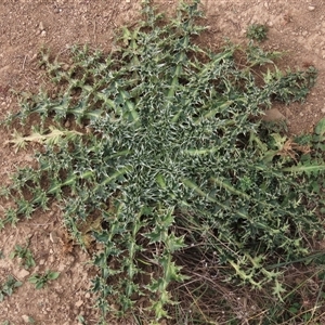 Carduus nutans at Dry Plain, NSW - 3 May 2024 by AndyRoo